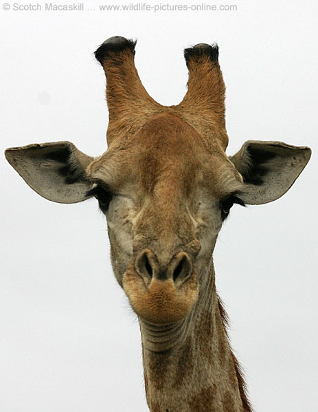 Face Of Giraffe