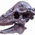 Pachycephalosaurusfan