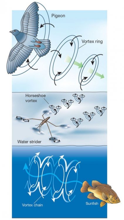 41586_2003_Article_BF424621a_Fig1_HTML.thumb.jpg.ea03ab9e87b0356a7692f0bfcf0bd3e3.jpg