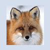foxy john