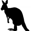 Kangaroo